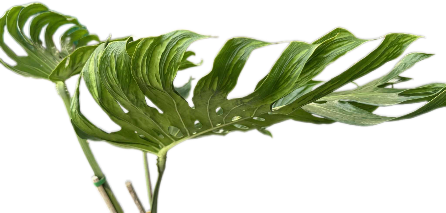 Monstera deliciosa ‘Tattoo ’ – Rare Collector’s Plant (Big Mature Size)