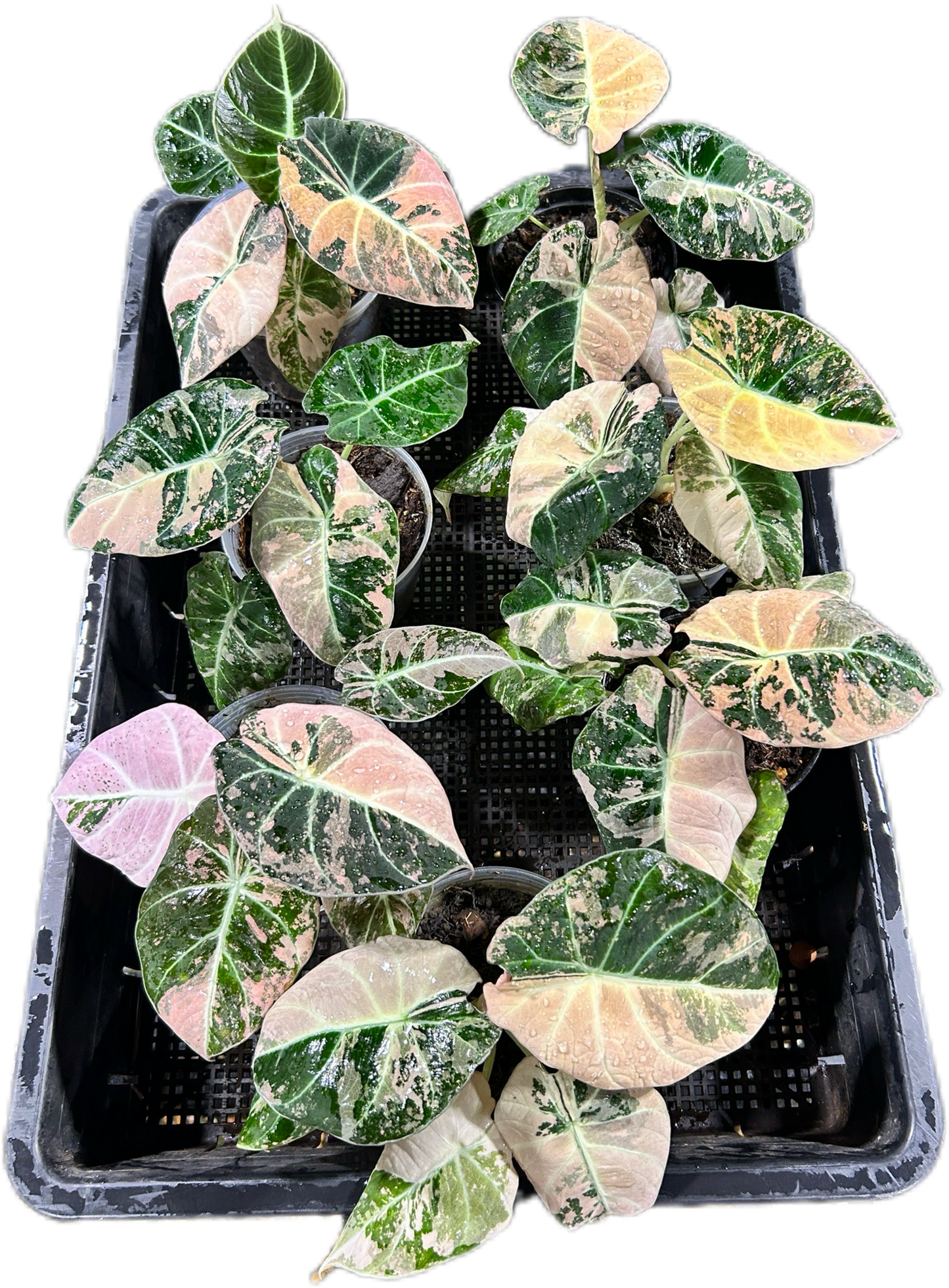 Alocasia 'Pink Velvet' (Black Velvet Pink Variegated)