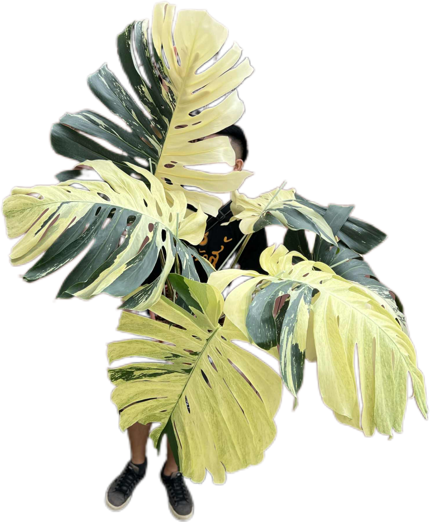 Monstera Borsigiana “Mint” Variegated – Mother Plant (Massive Actual Plant)