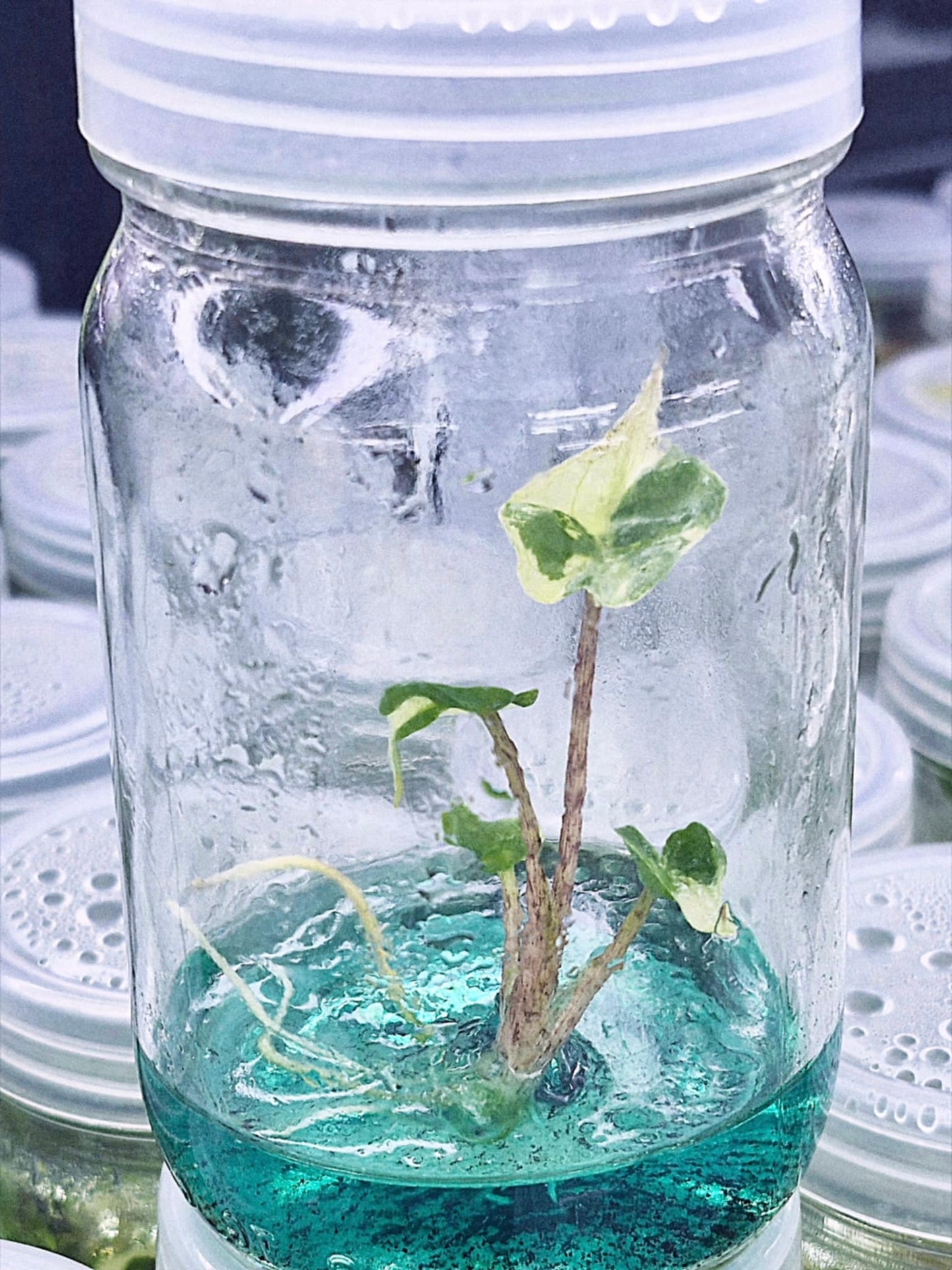 Alocasia Stingray Albo Variegated – Tissue Culture Wholesale