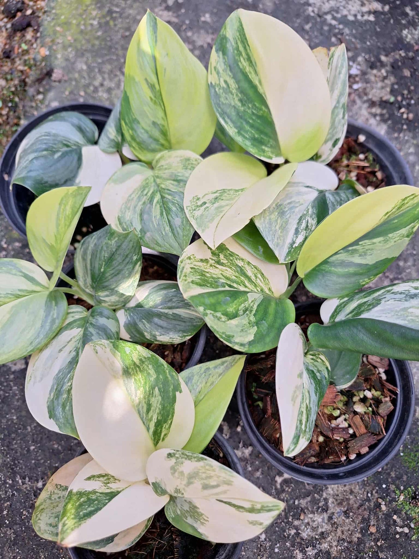 Scindapsus Rubicon Variegated
– Set of 3 Plants