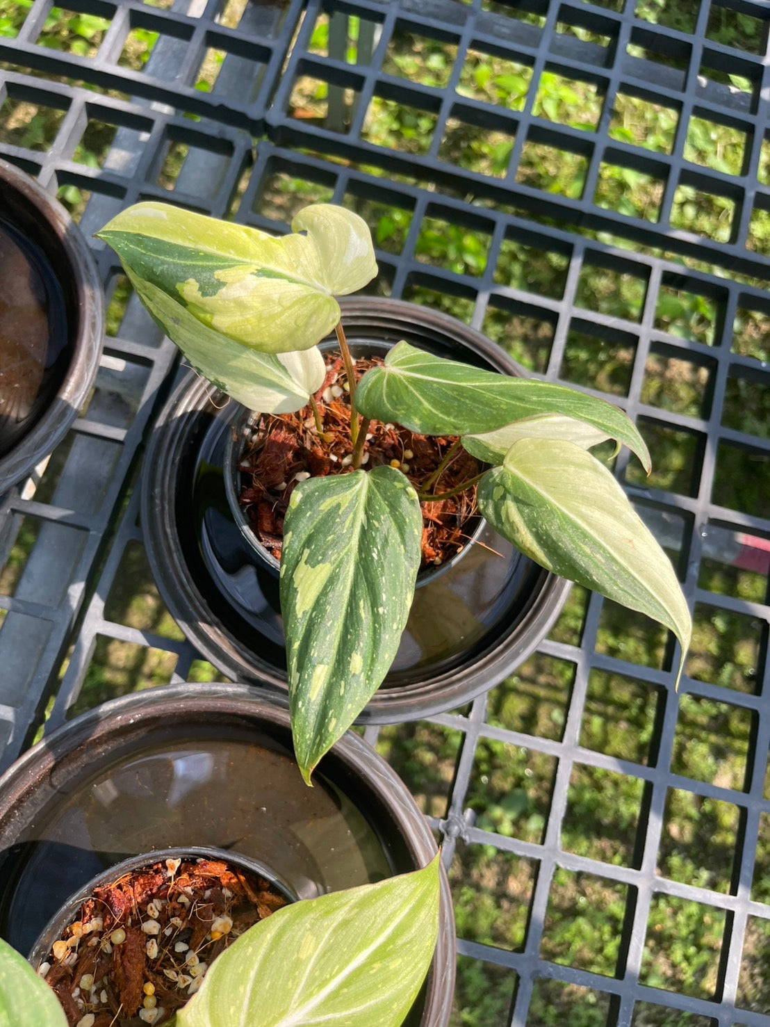 Philodendron Gloriosum Variegated Set of 10 plants SMALL SIZE