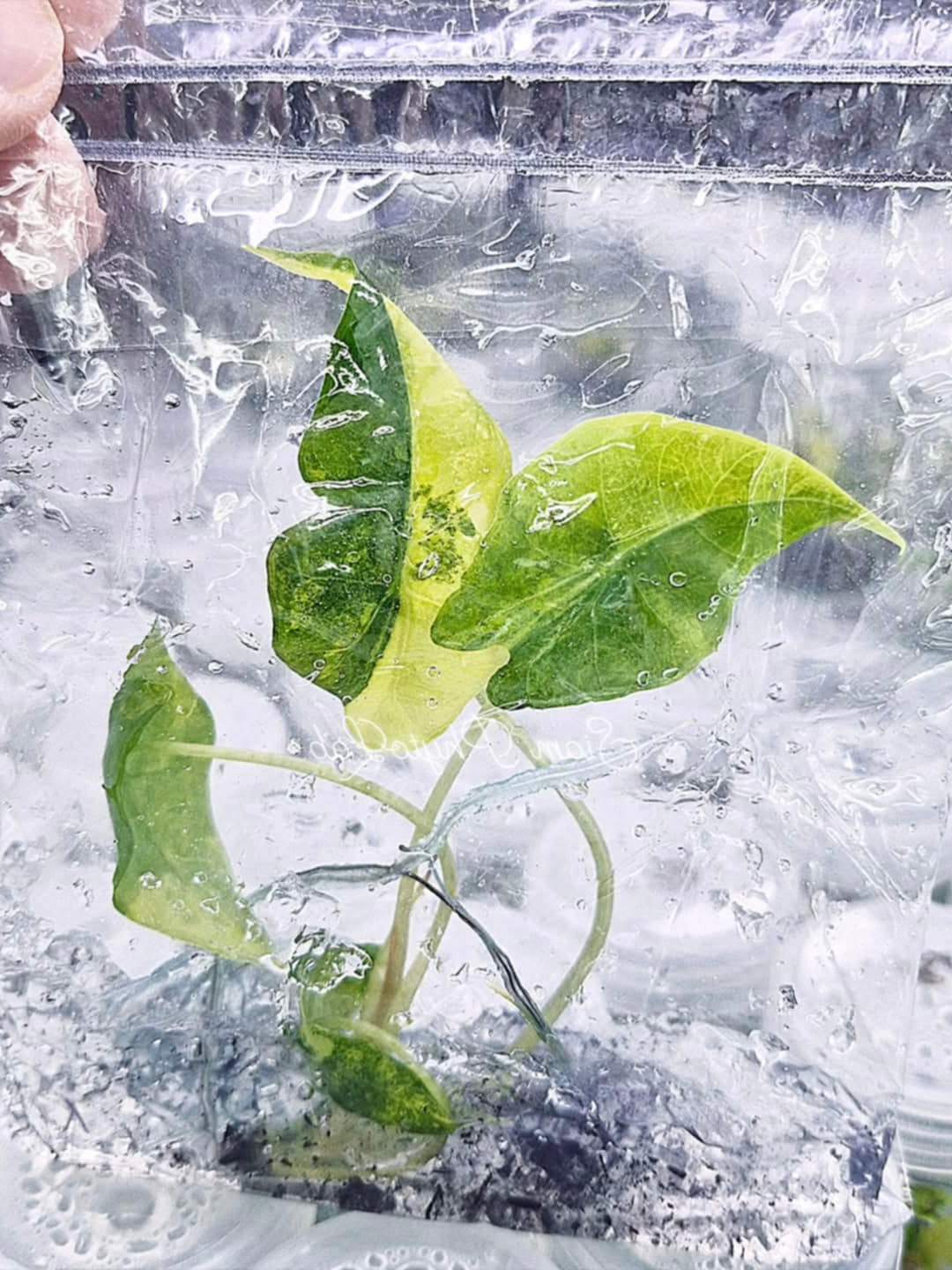 Alocasia Sanderiana Aurea Variegated – Tissue Culture Wholesale