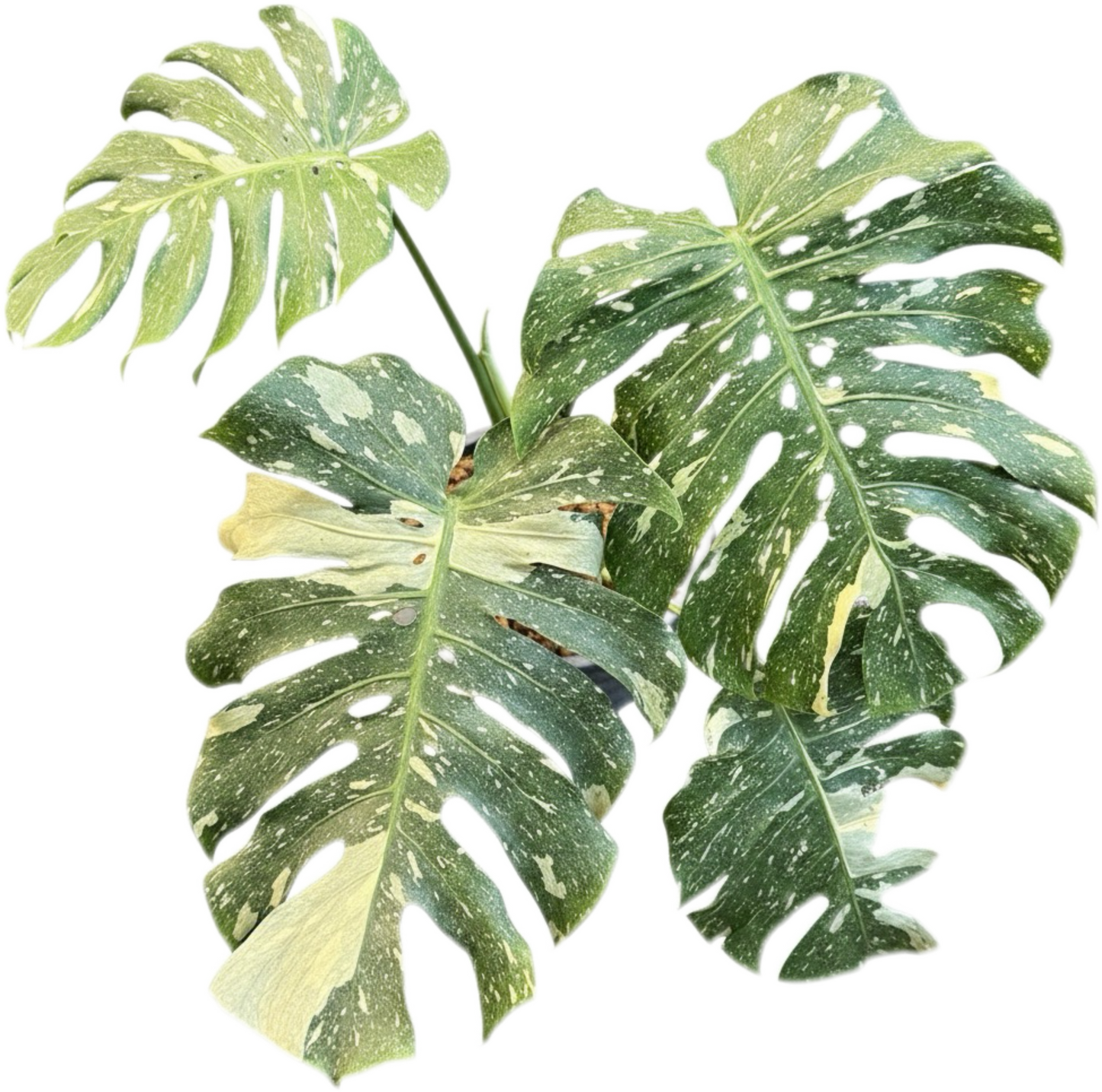 Monstera deliciosa “No ID” Splash Variegated – Exact Rare Collector’s Plant