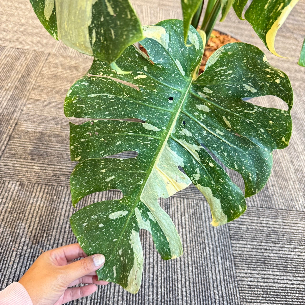 Monstera deliciosa “No ID” Splash Variegated – Exact Rare Collector’s Plant