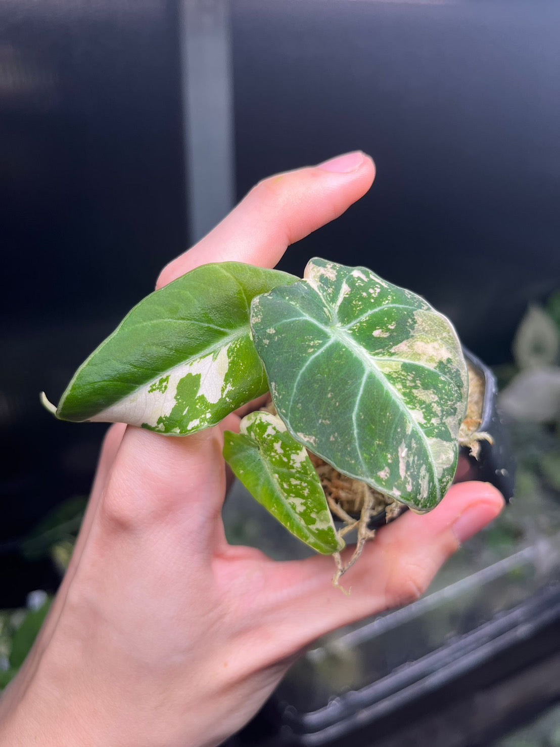 Alocasia Black Velvet Pink Variegated Set of 10 Plants (Small)