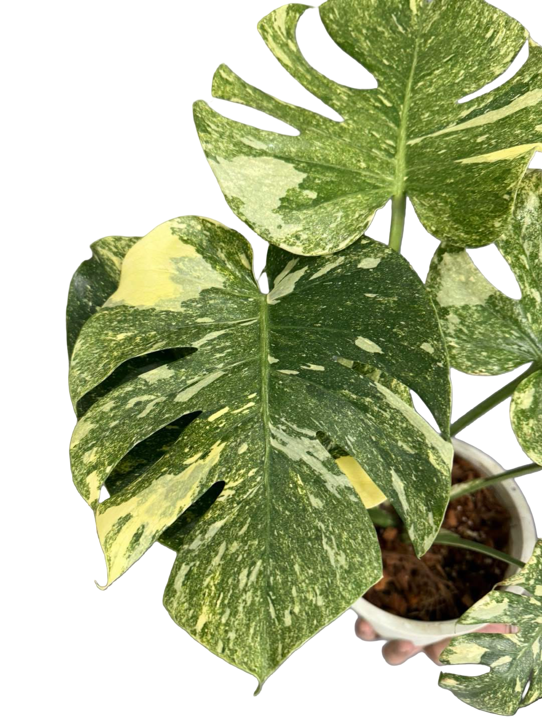 Monstera deliciosa ‘Legacy’ Variegated