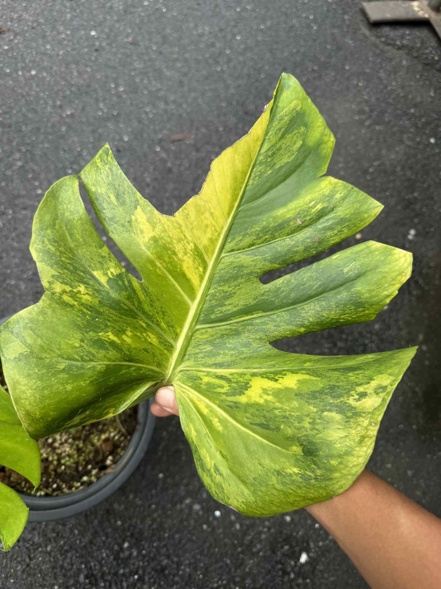 Monstera Deliciosa “Green Lemon” Variegation – (Actual Plant)