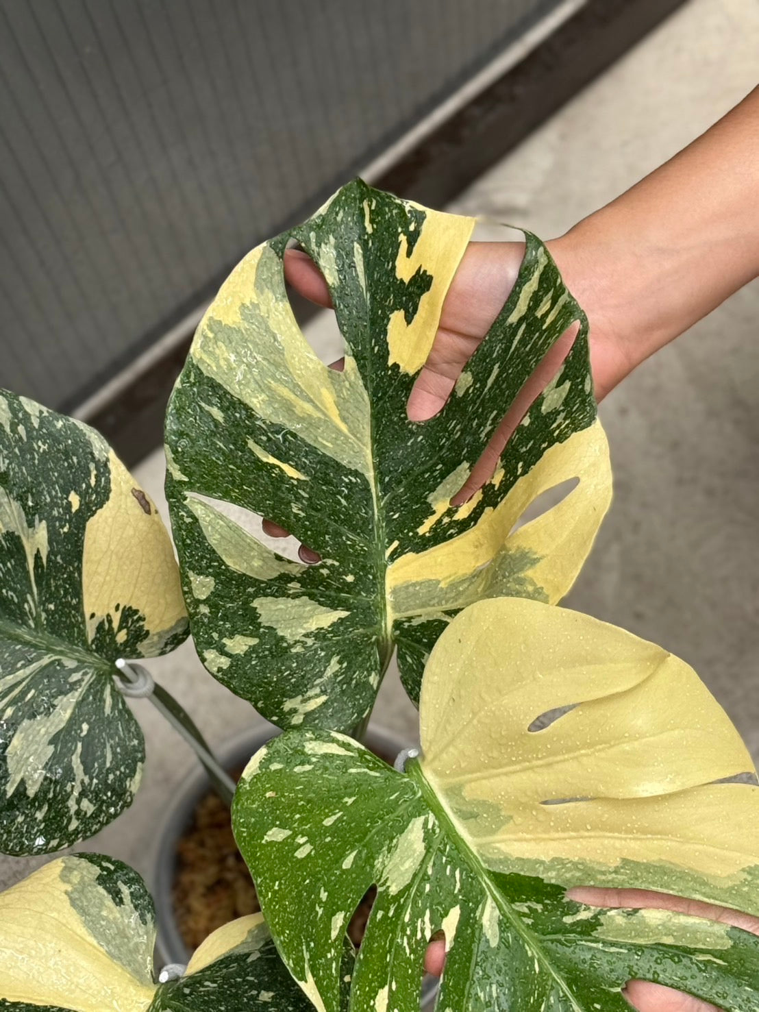 Monstera Deliciosa “Ivory”