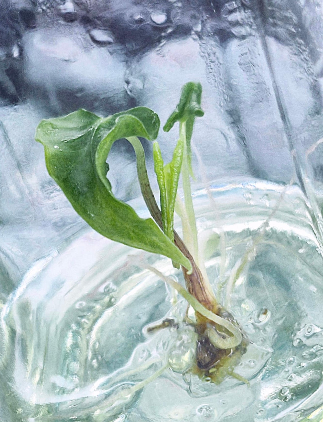 Alocasia Loco – Tissue Culture Wholesale