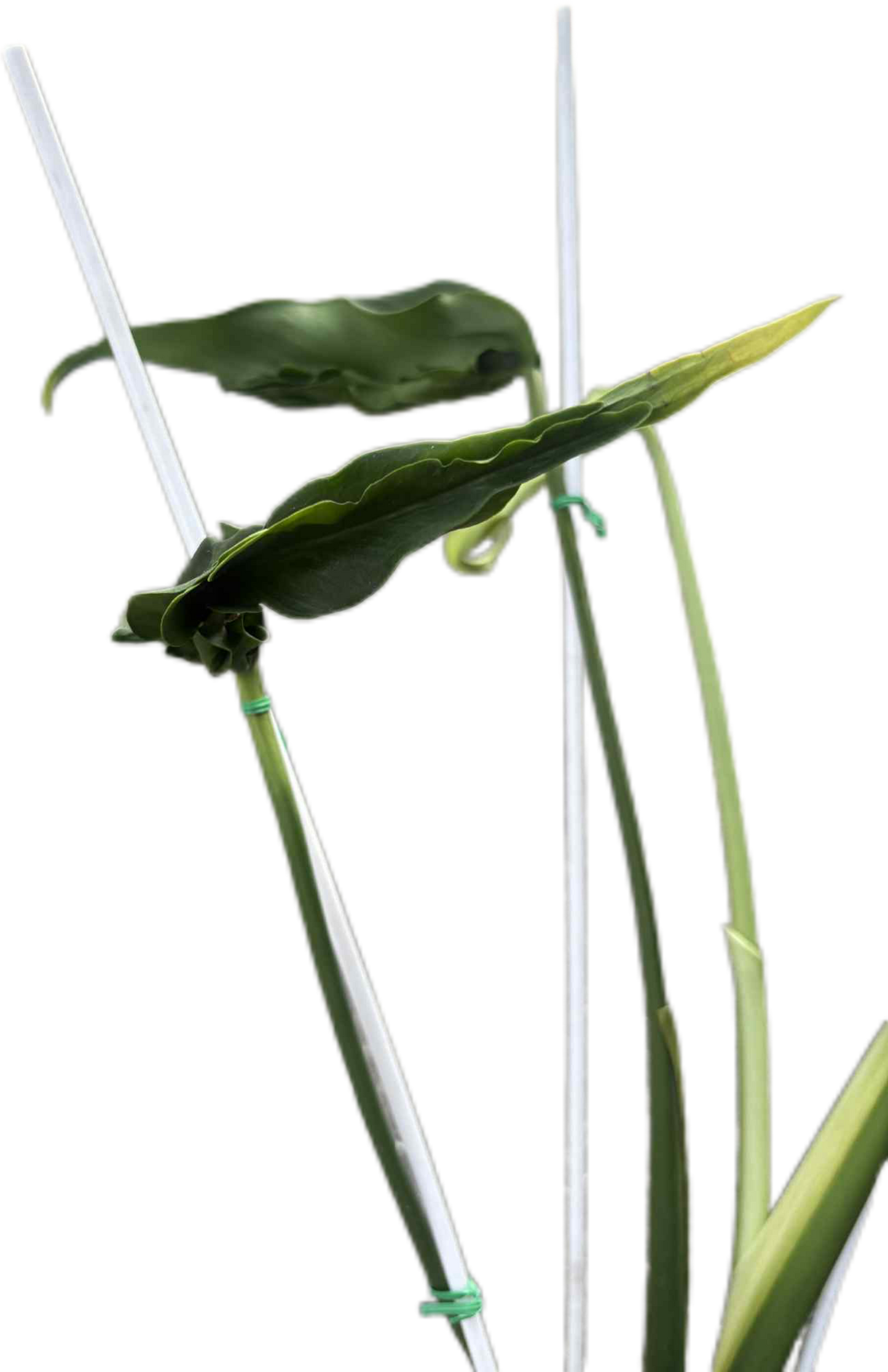 Monstera Deliciosa “Hurricane” – Rare Collector’s Choice (Exact Plant)