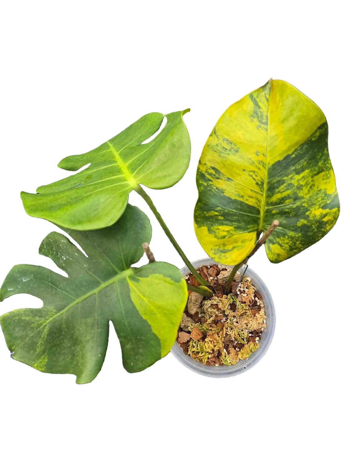 Monstera Deliciosa “Orange Rusty” – Actual Plant – FloristaPearl