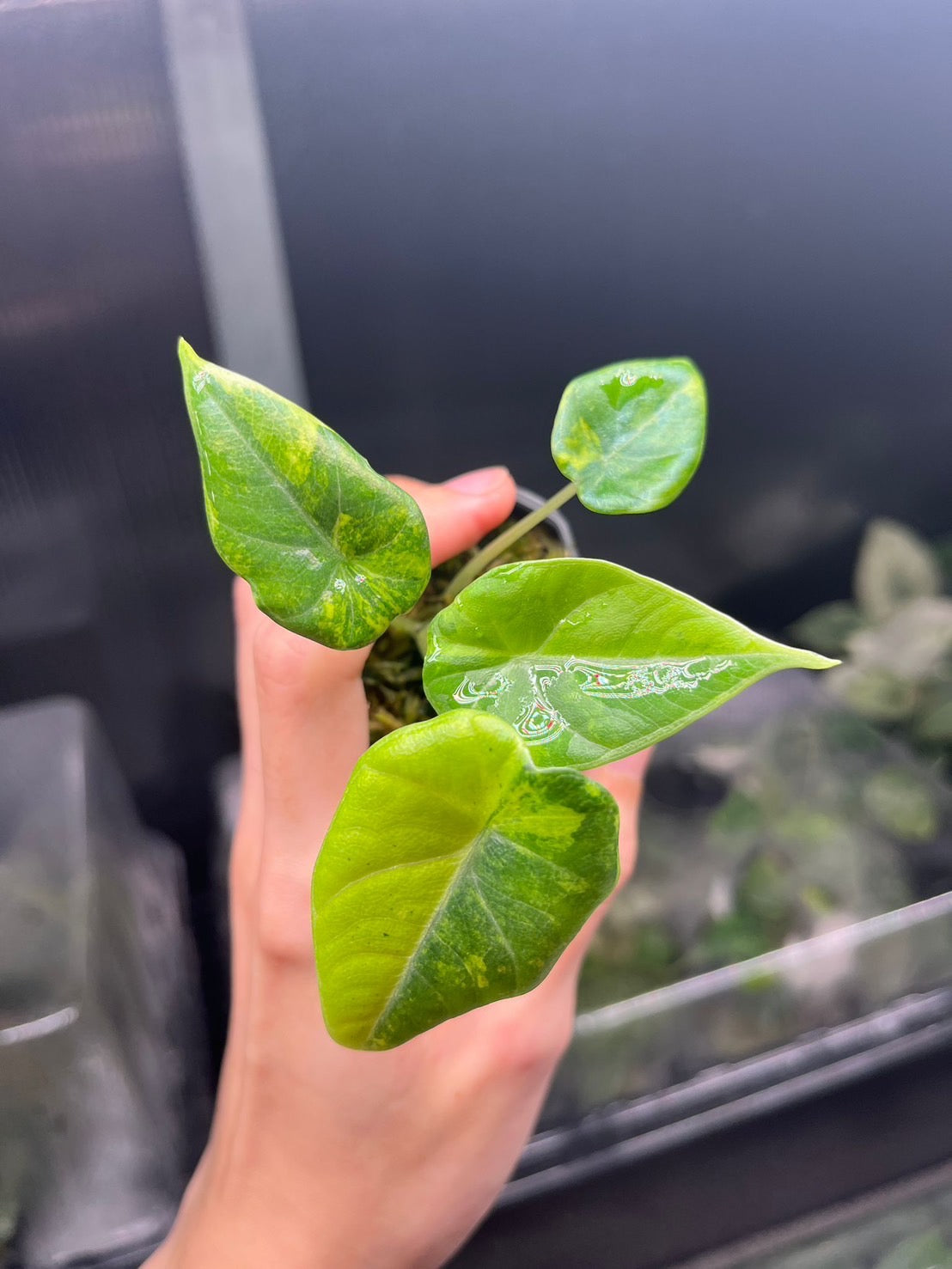 Alocasia Maharani Gold Lime Variegated