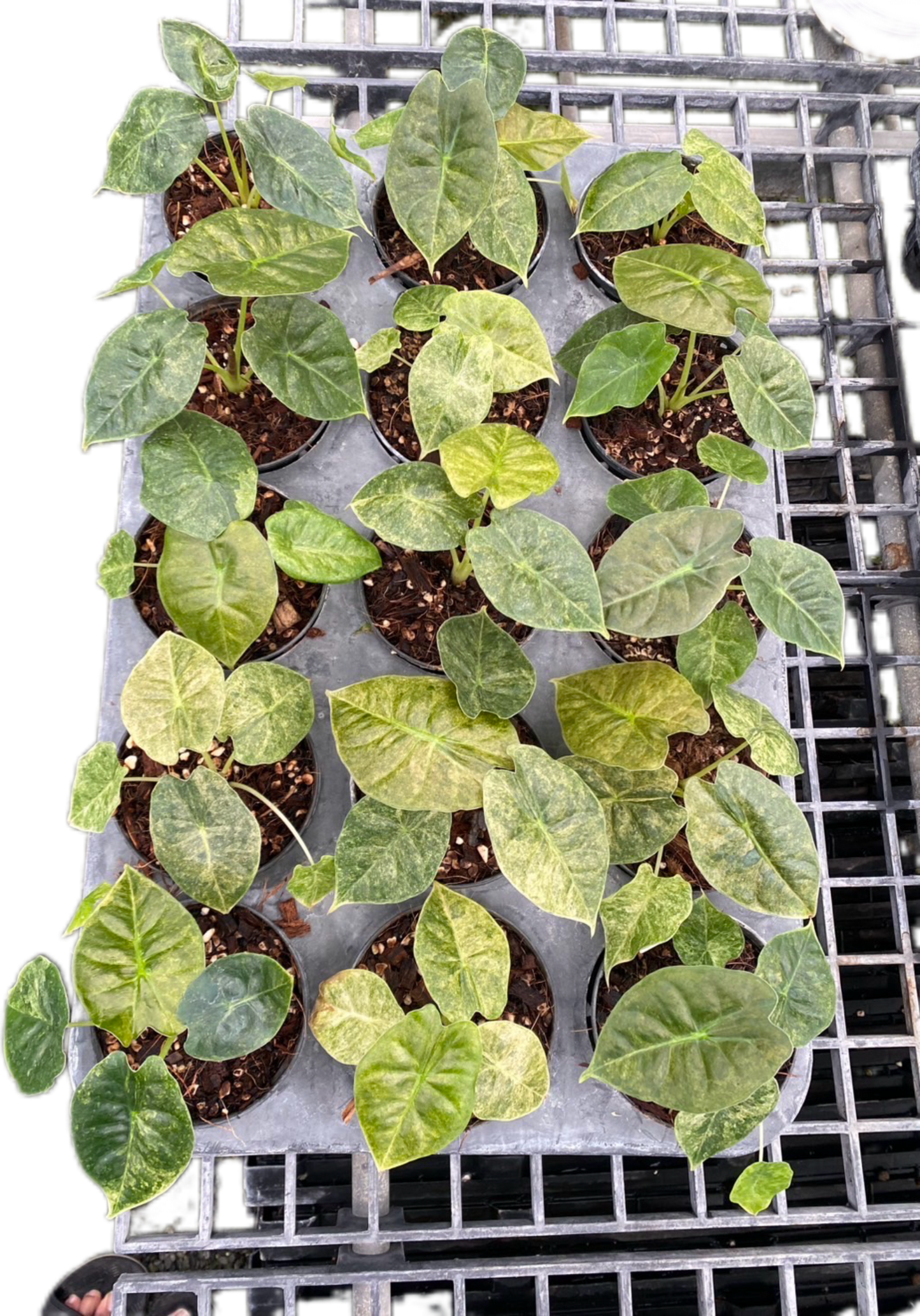 Alocasia Golden Bone Variegated