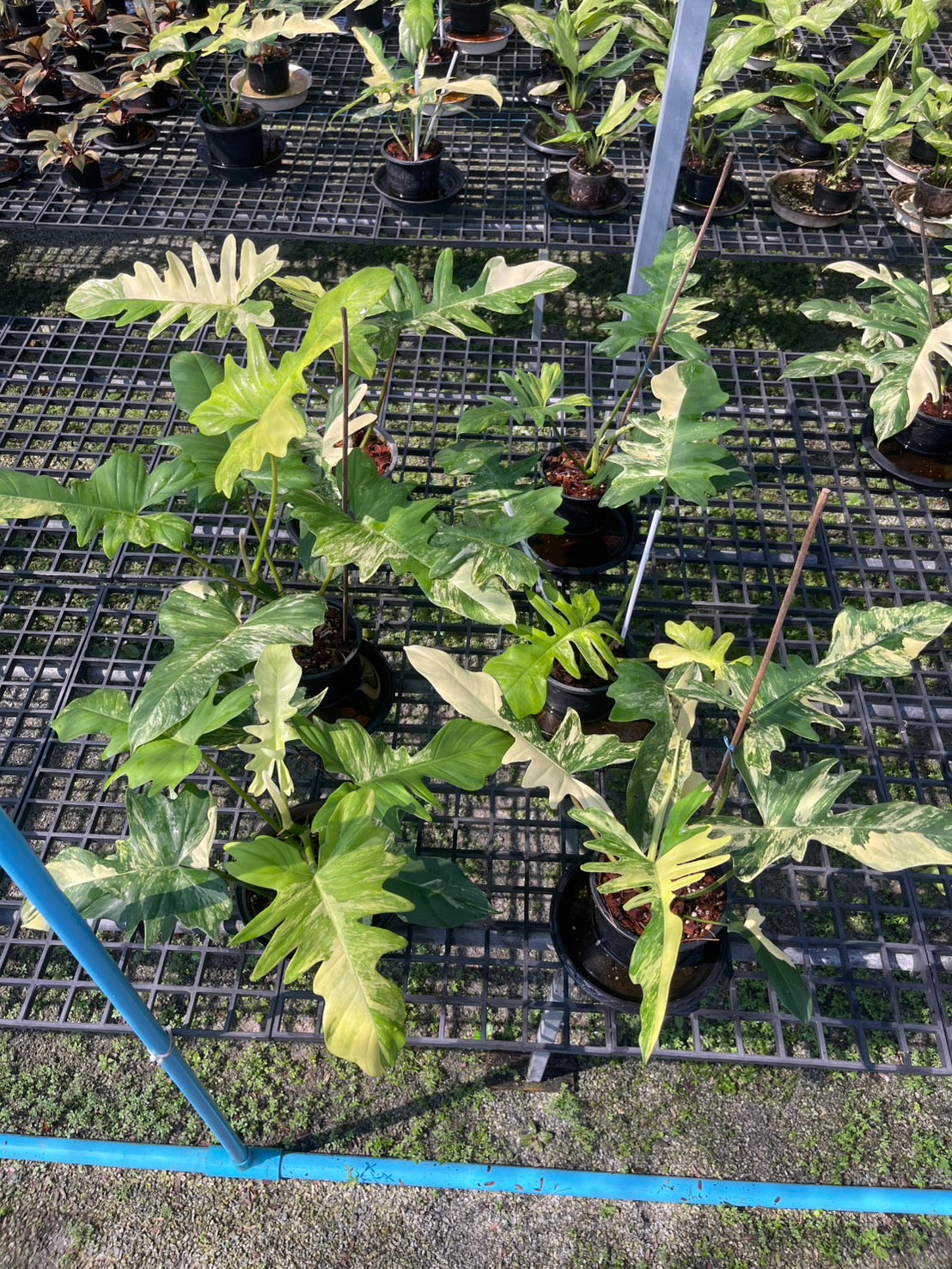 Philodendron Florida Beauty x Mayoi Variegated Set of 10 Plants