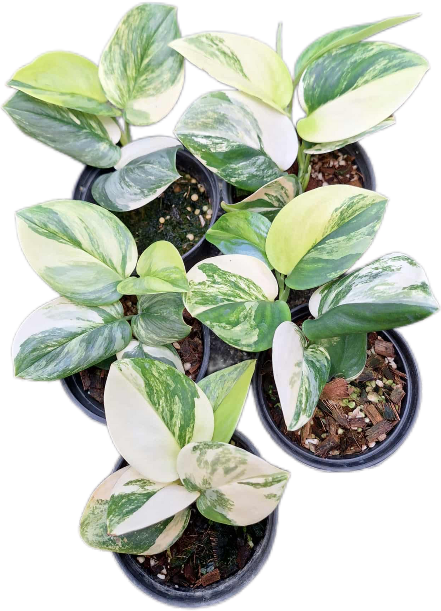 Scindapsus Rubicon Variegated
– Set of 3 Plants