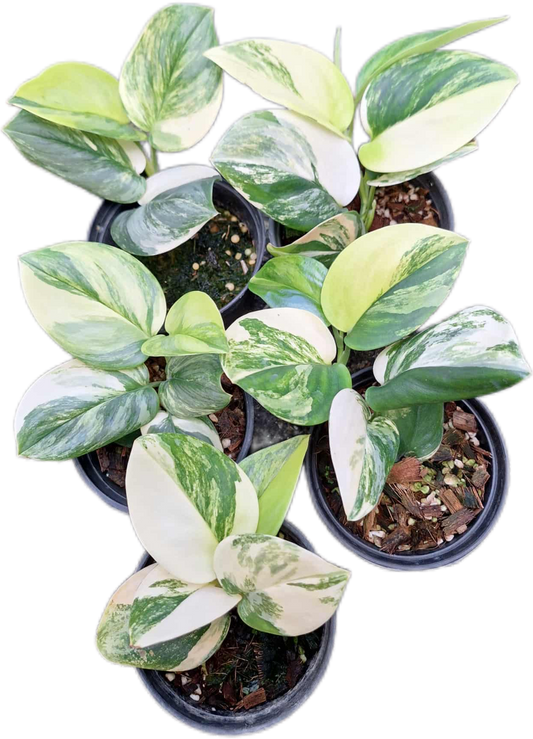 Scindapsus Rubicon Variegated
 – Set of 3 Plants
