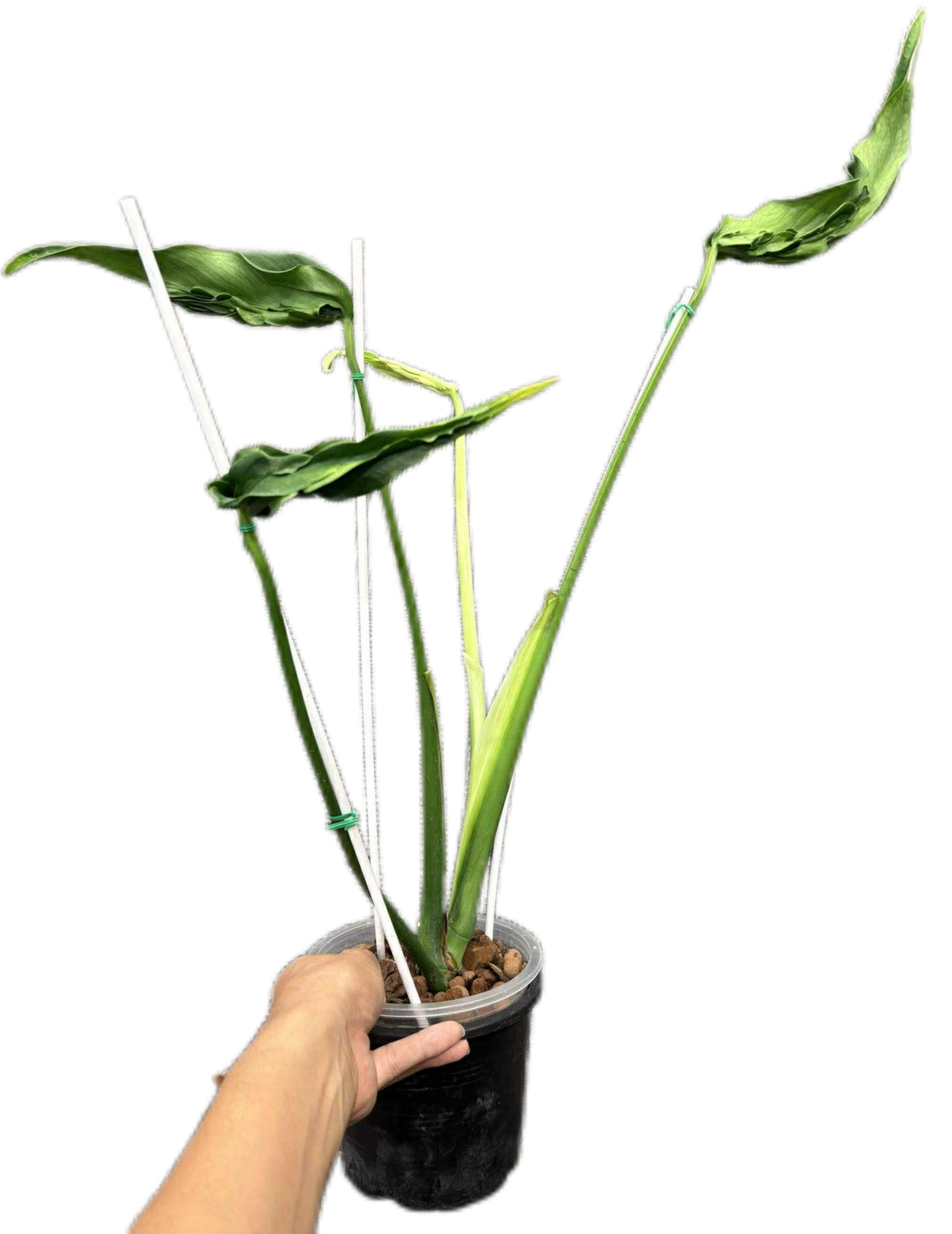 Monstera Deliciosa “Hurricane” – Rare Collector’s Choice (Exact Plant)