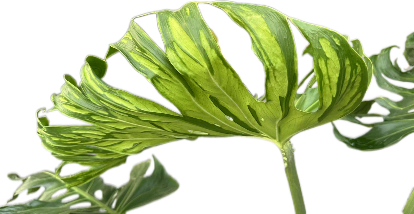 Monstera deliciosa ‘Tattoo ’ – Rare Collector’s Plant (Big Mature Size)