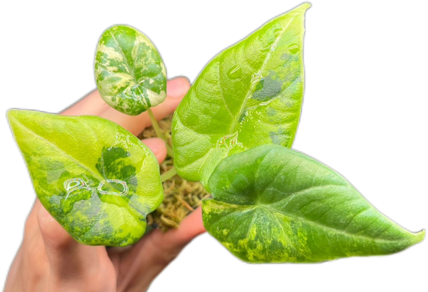 Alocasia Maharani Gold Lime Variegated