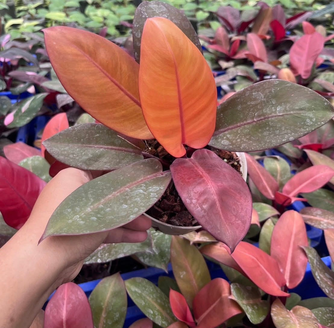 Philodendron Black Cardinal Orange Set of 10 Plants Wholesale