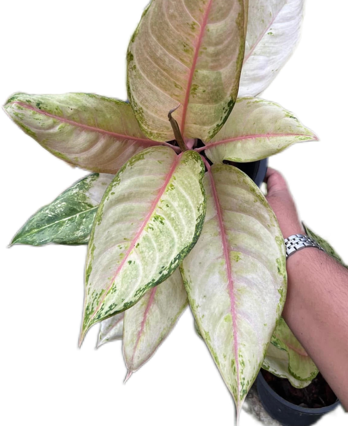 Bundle of 5 Plants Aglaonema “Frozen”