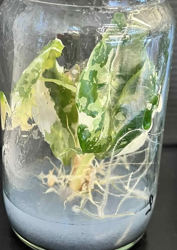 Alocasia Chantrieri Variegated – Tissue Culture Wholesale