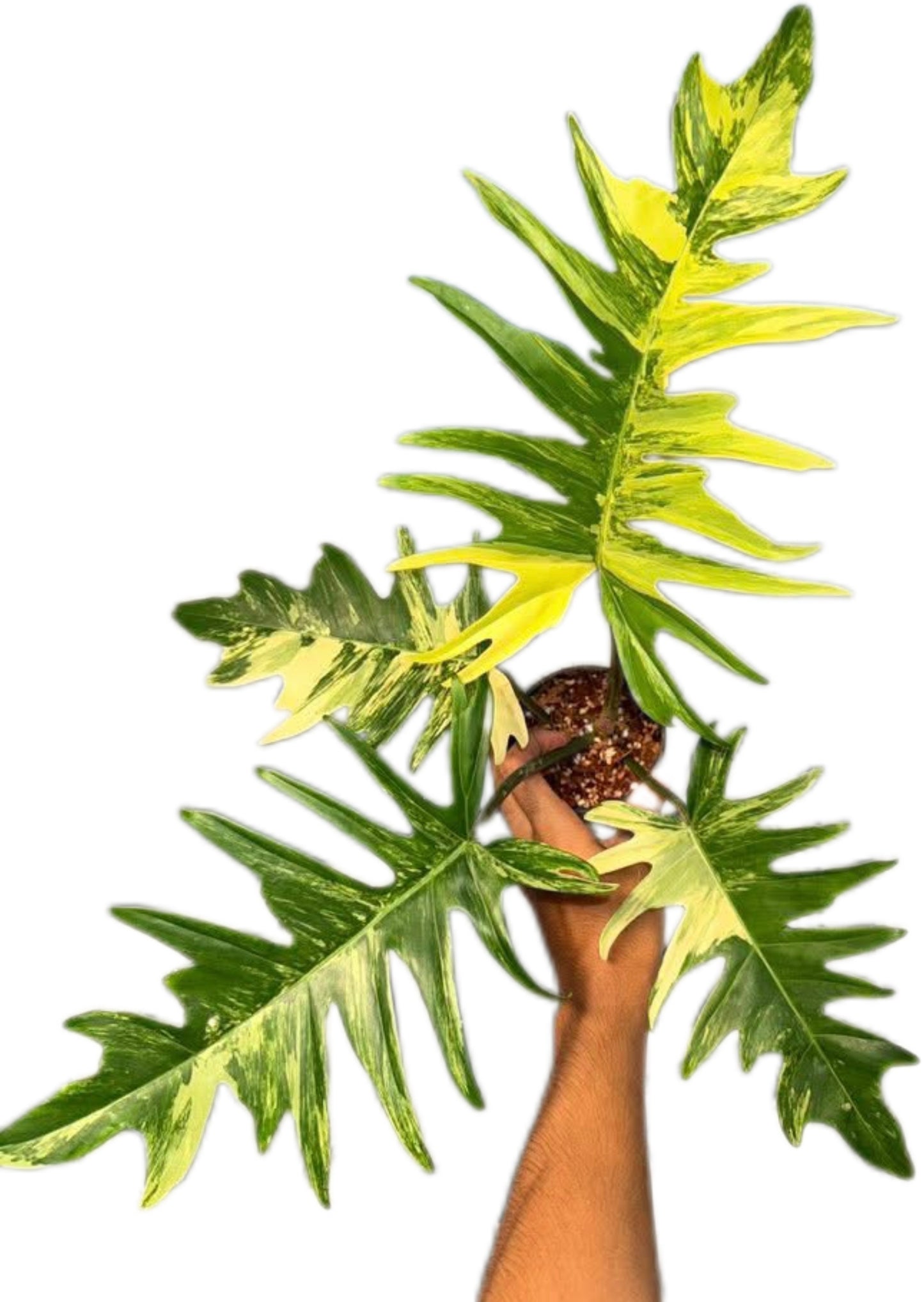 Philodendron Florida Beauty x Tortum Variegated