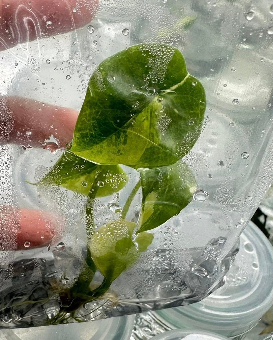 Alocasia Sinuata Variegated – Tissue Culture (Wholesale)
