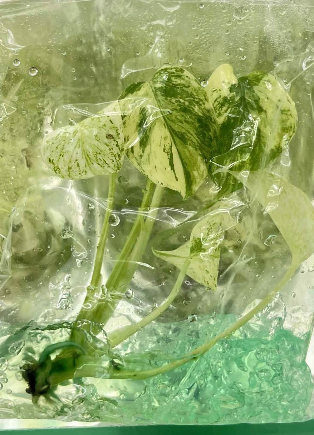 Monstera Deliciosa “Mint” NOID – Tissue Culture Wholesale