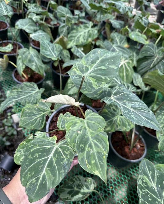 Philodendron “Snow Leopard” – Wholesale Set of 10 Plants