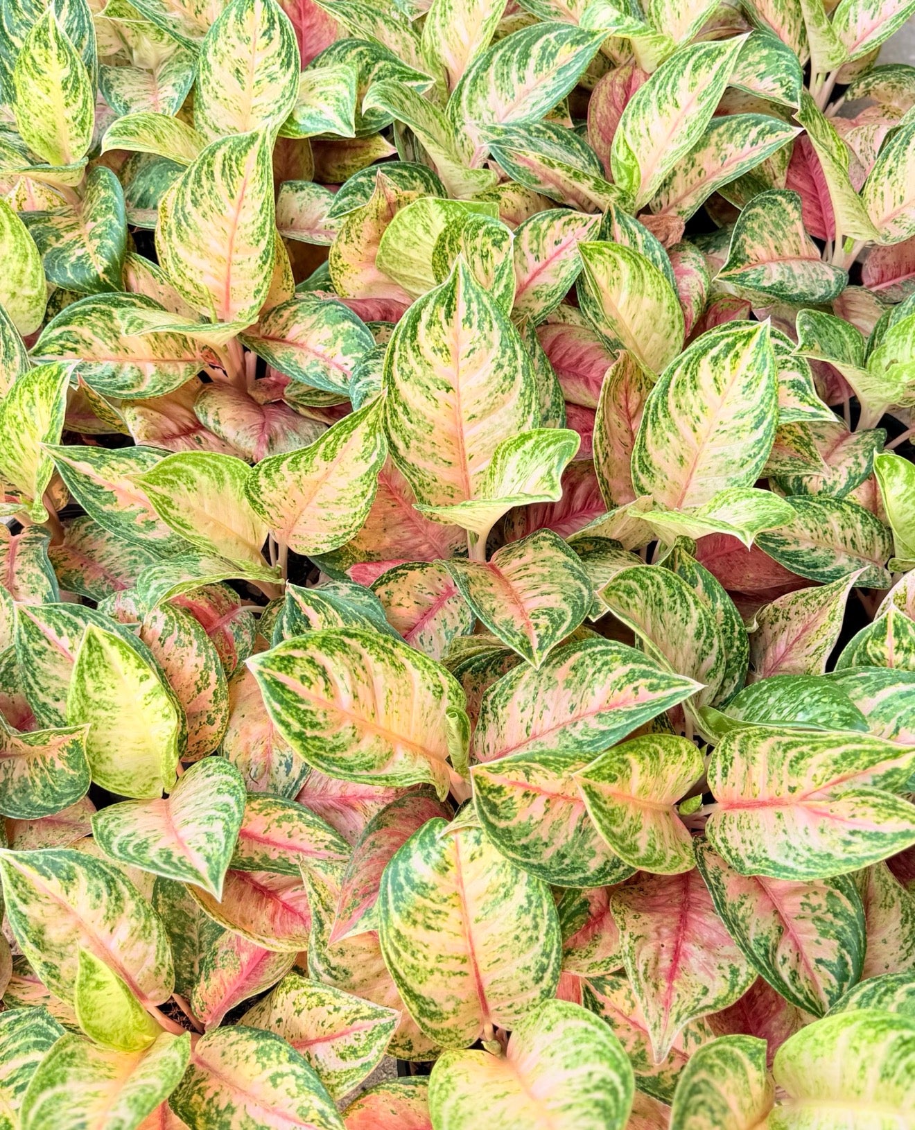 Aglaonema ‘Super Pink Sun Nutra’ | Wholesale Set of 5 Plants