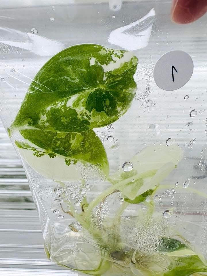 Alocasia Frydek Albo Variegated – Tissue Culture (Wholesale)