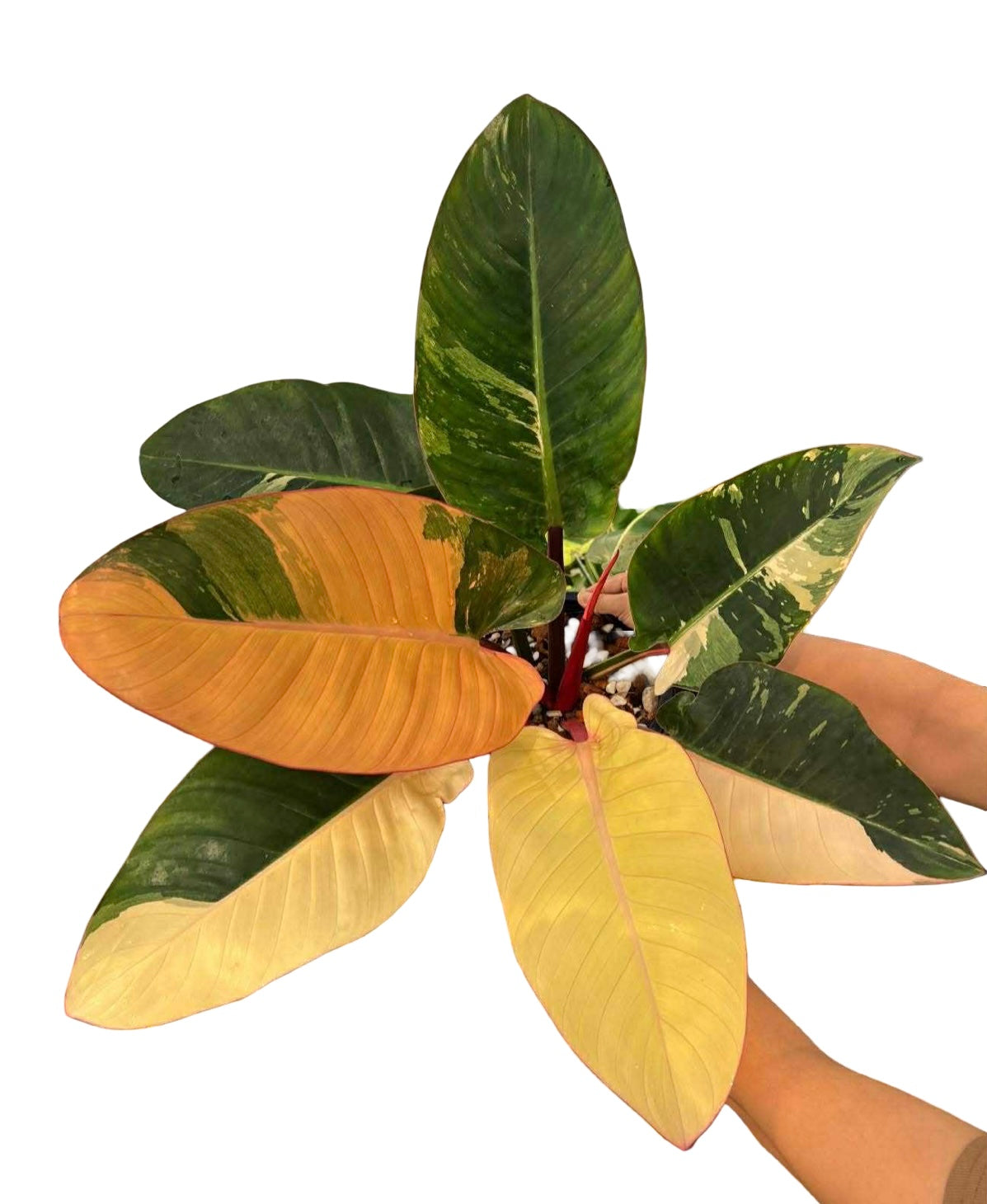 Philodendron Red Congo Variegated Big Size – Actual Plant