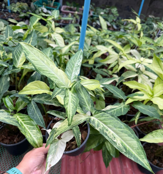 Syngonium Angustatum Variegated Wholesale Set of 5 Plants