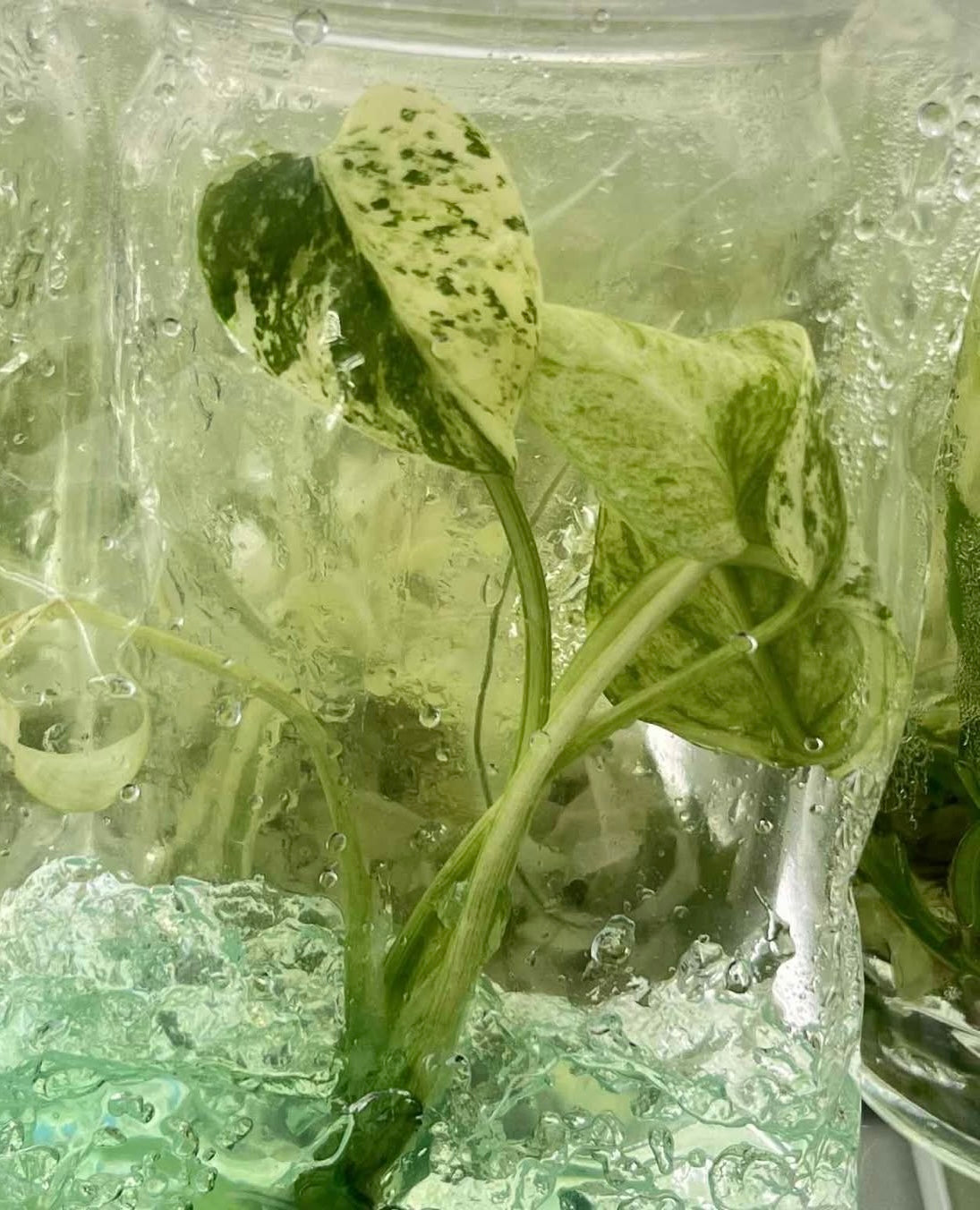 Monstera Deliciosa “Mint” NOID – Tissue Culture Wholesale