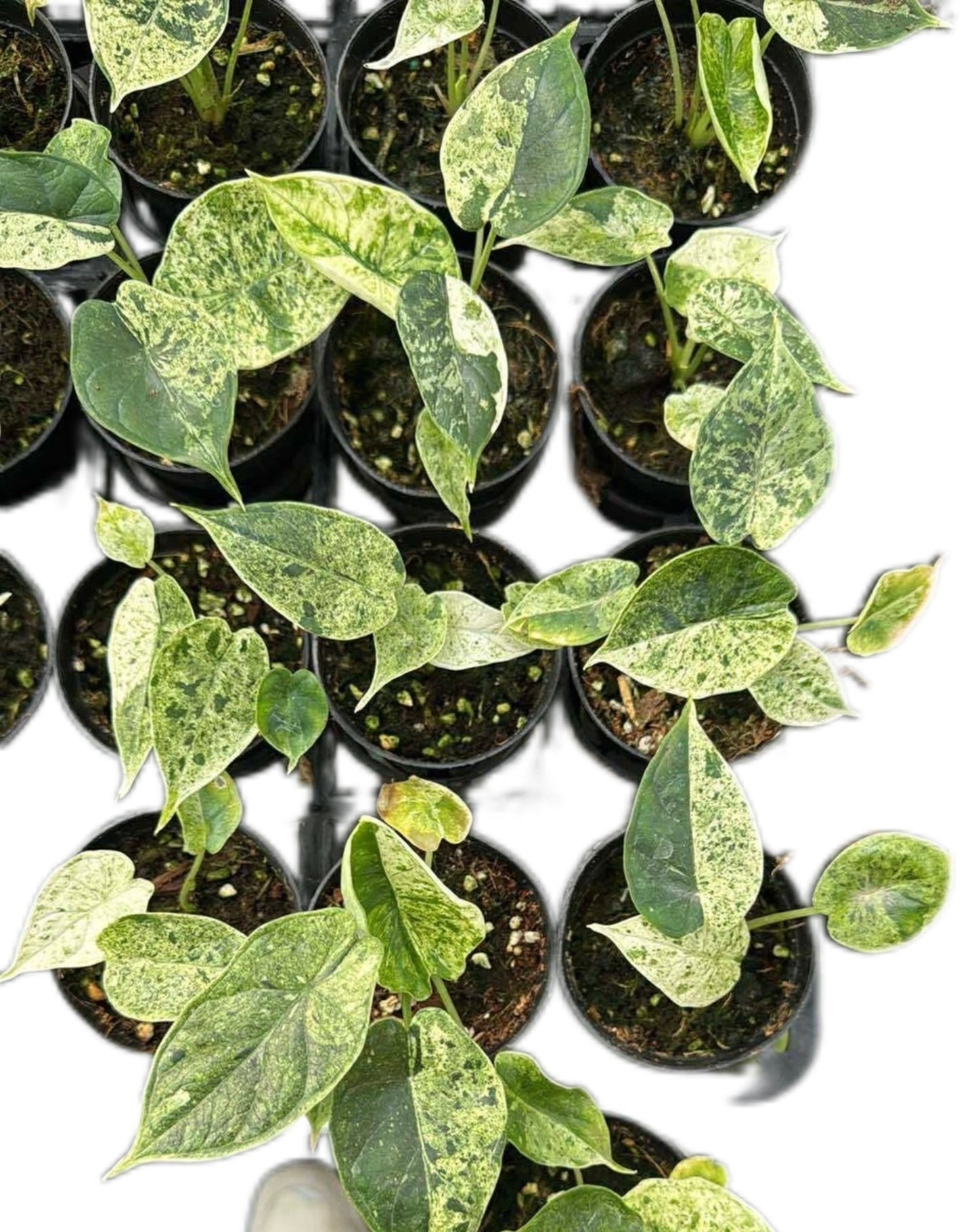 Alocasia Dragon Scale Mint Marble Variegated
