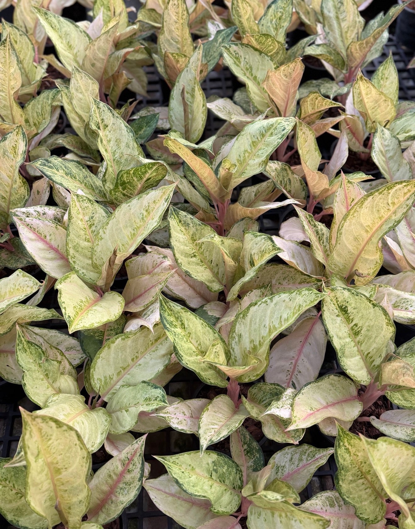 Aglaonema “Frozen” Wholesale Set of 10 Plants