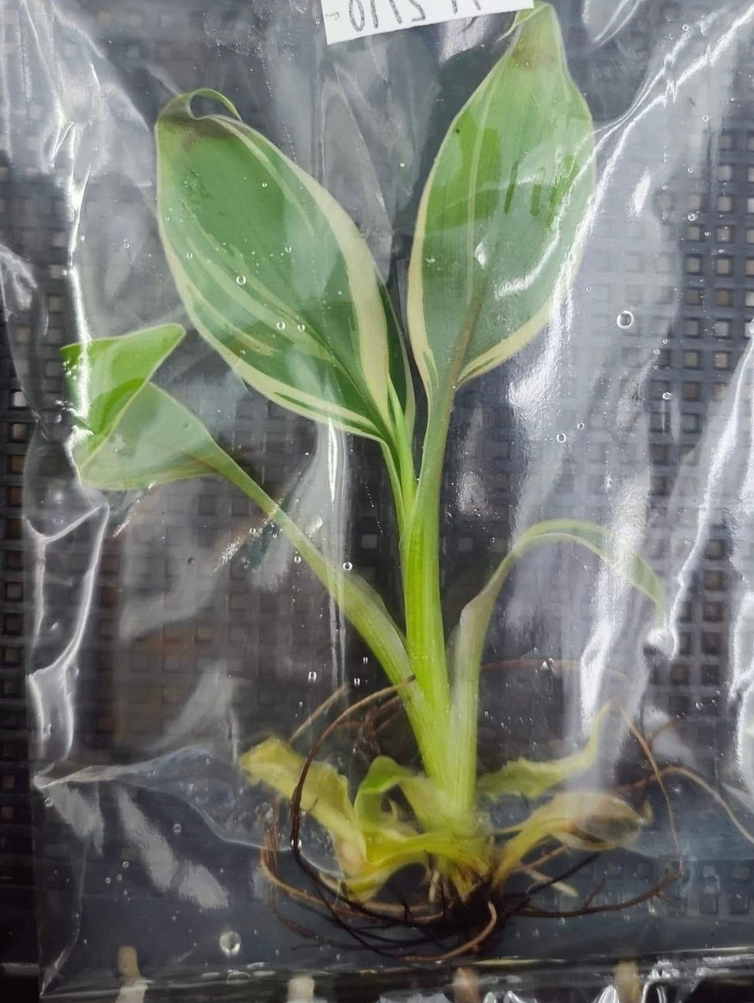 Musa Banana Pink Variegated “Nono” – Plant Tissue Culture (Wholesale)