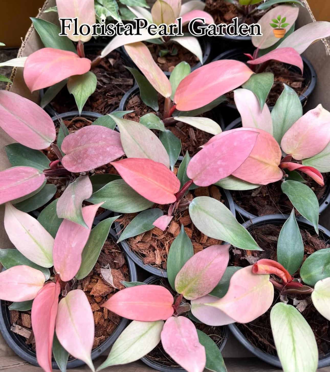 Philodendron Cherry Red Mint Set of 5 Plants