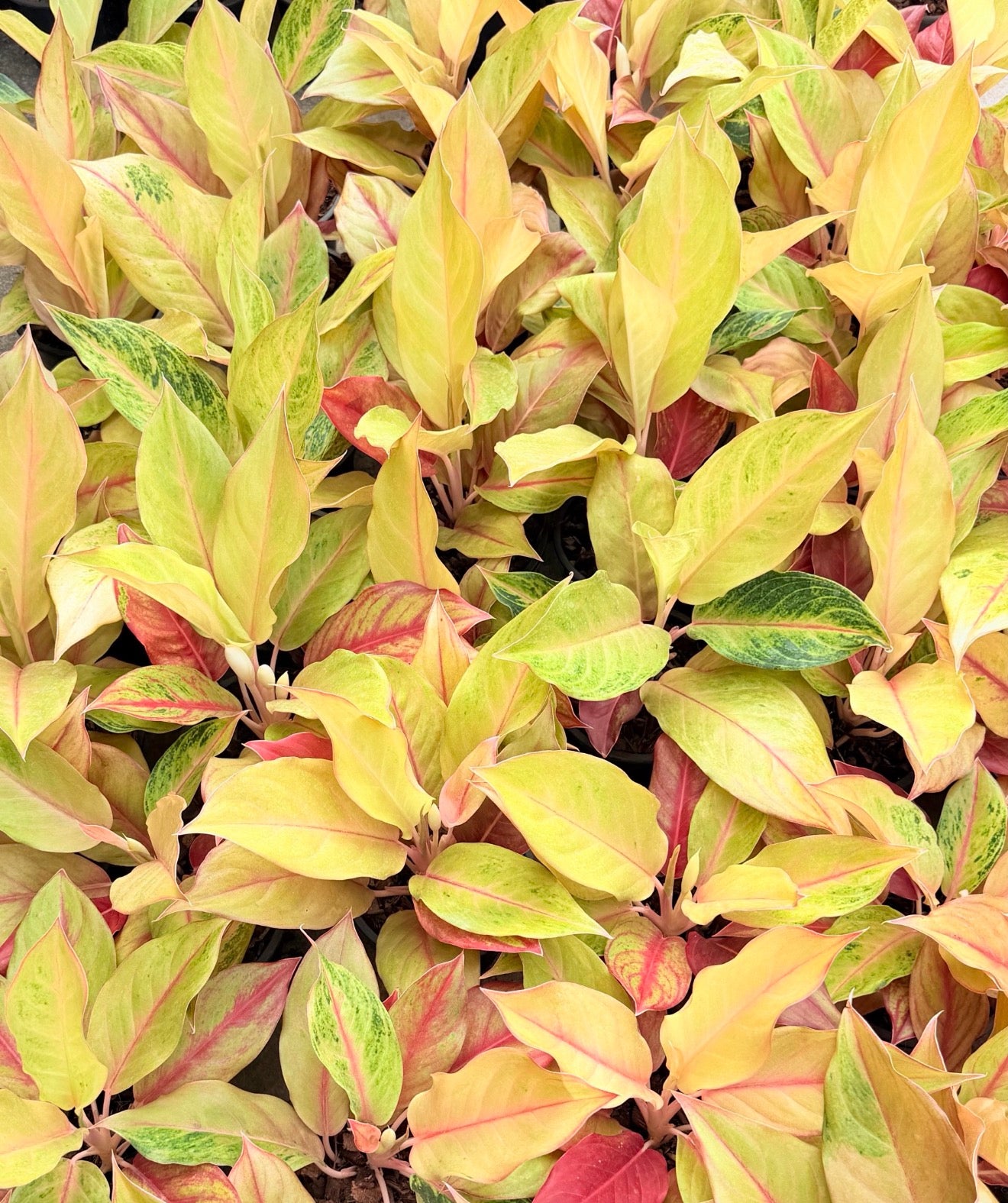Aglaonema ‘Yellow Delight’ | Wholesale Set of 10 Plants