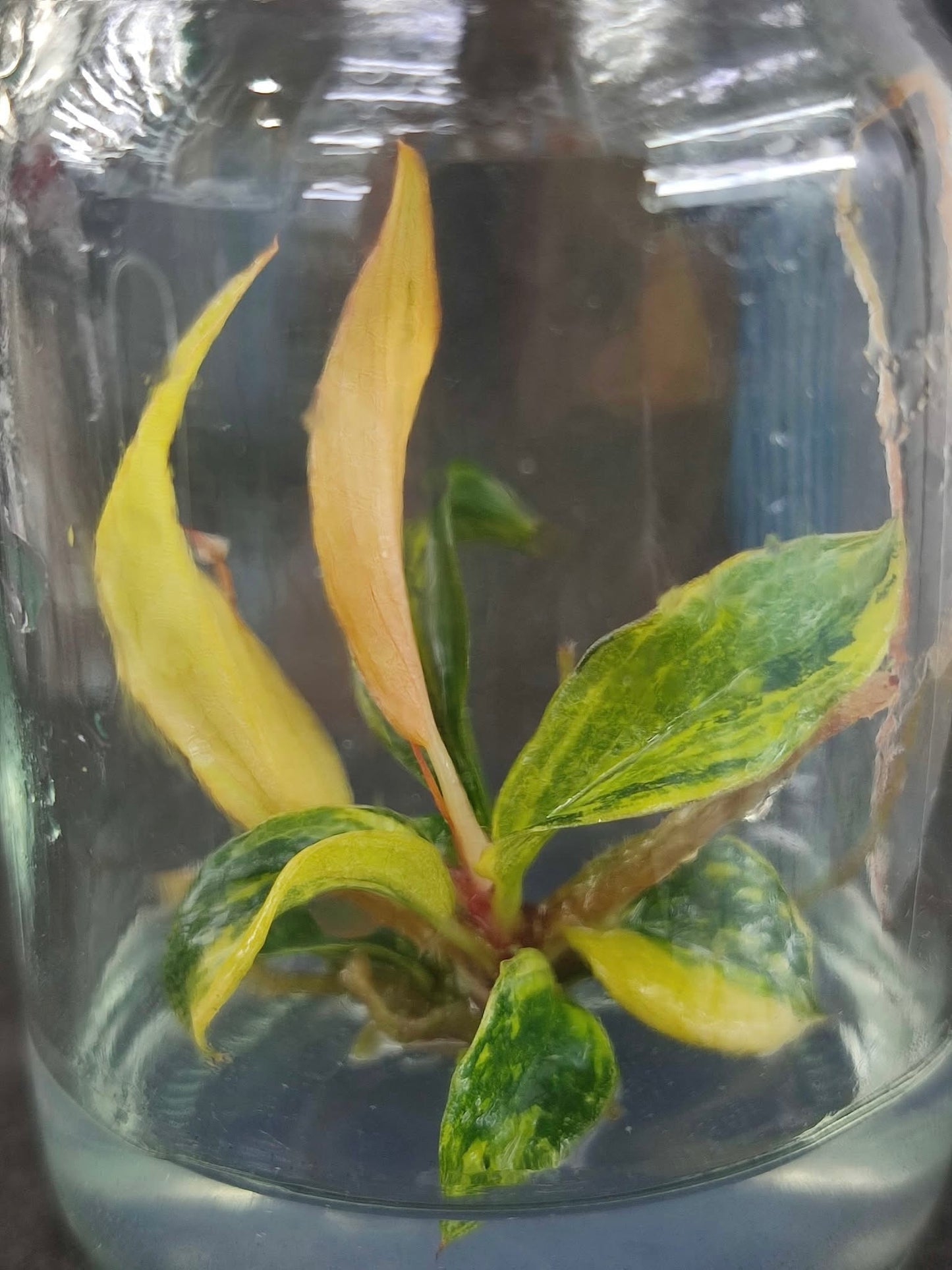 Philodendron Caramel Marble Variegated (TC) – Set of 50 Plants