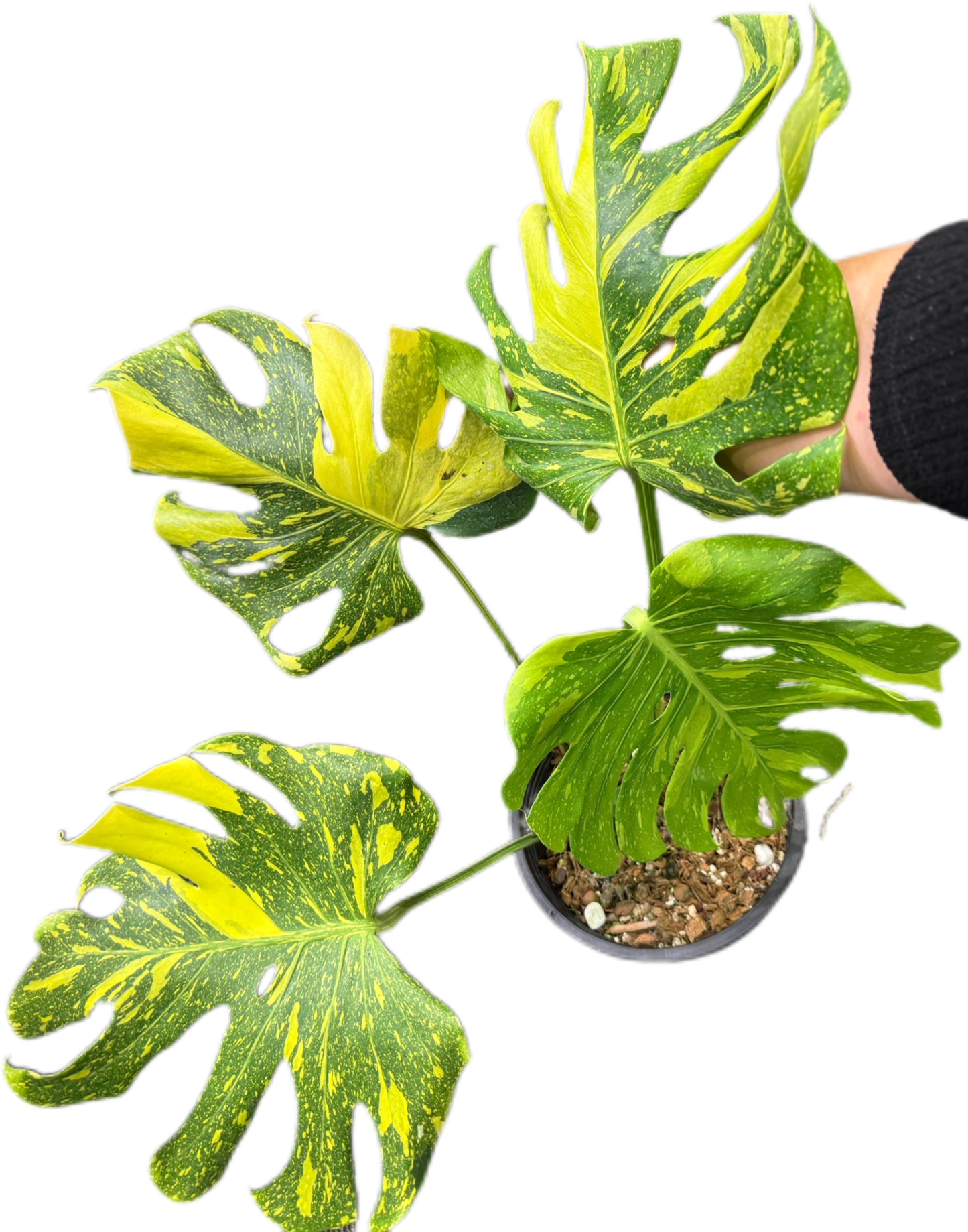 Monstera Deliciosa ElectroLight (Electro Light) Variegated