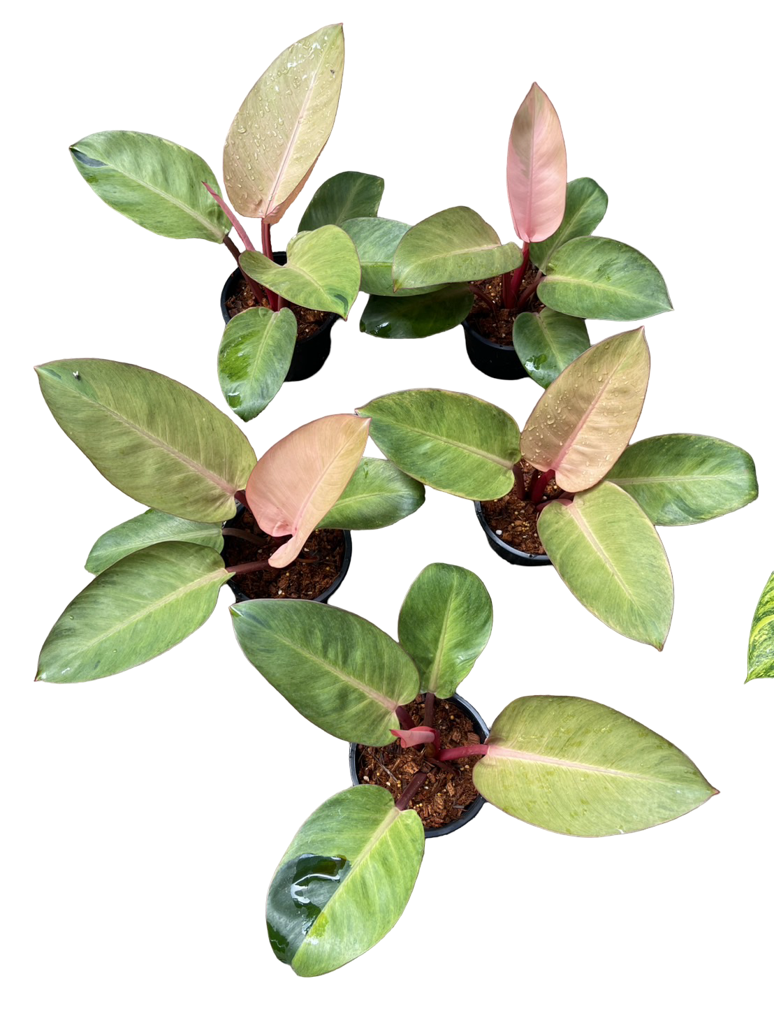 thai congo philodendron Buy Philodendron Red Congo Mint Set of 5 …