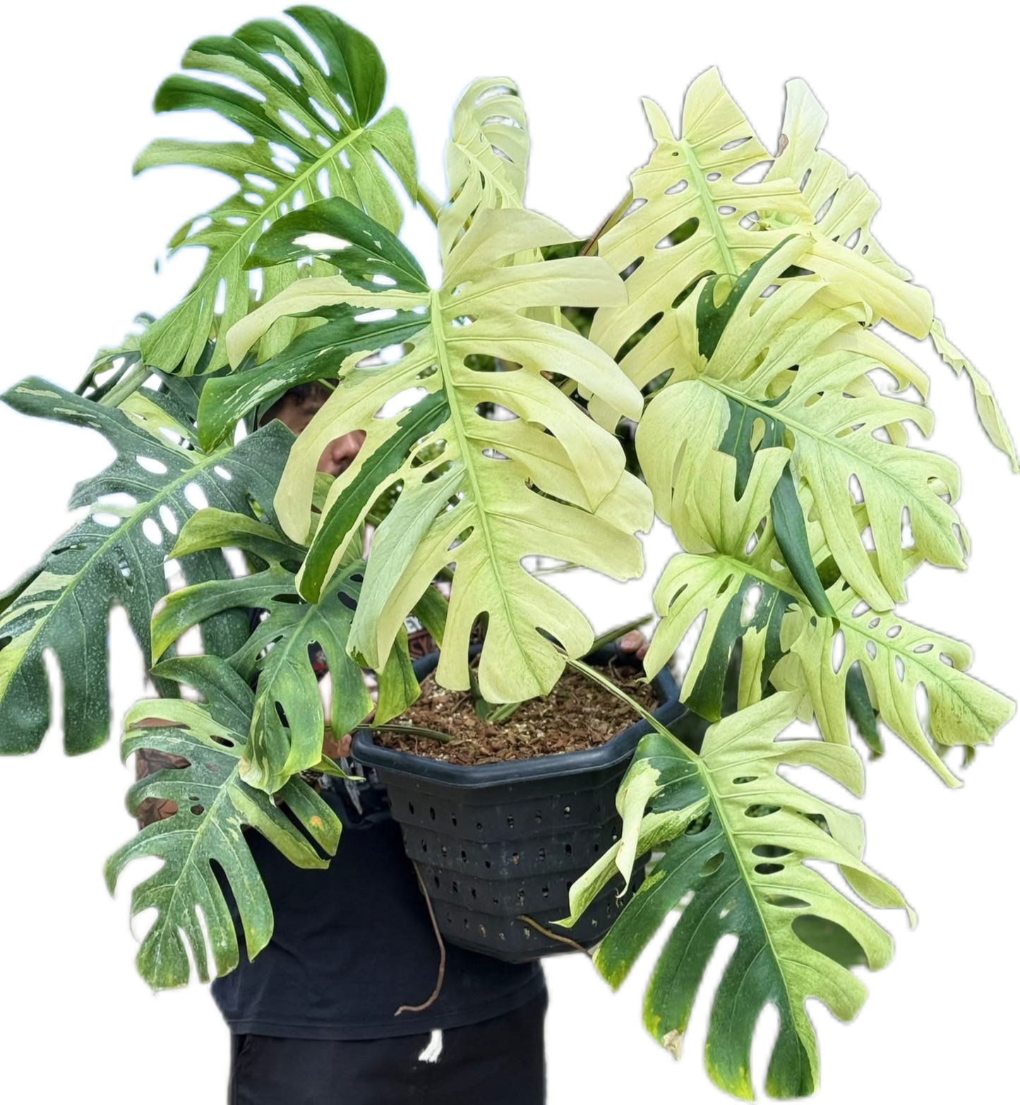 Monstera deliciosa “Brazilian Form” Mint Variegated – Big Mature Form (Exact Plant Shown)