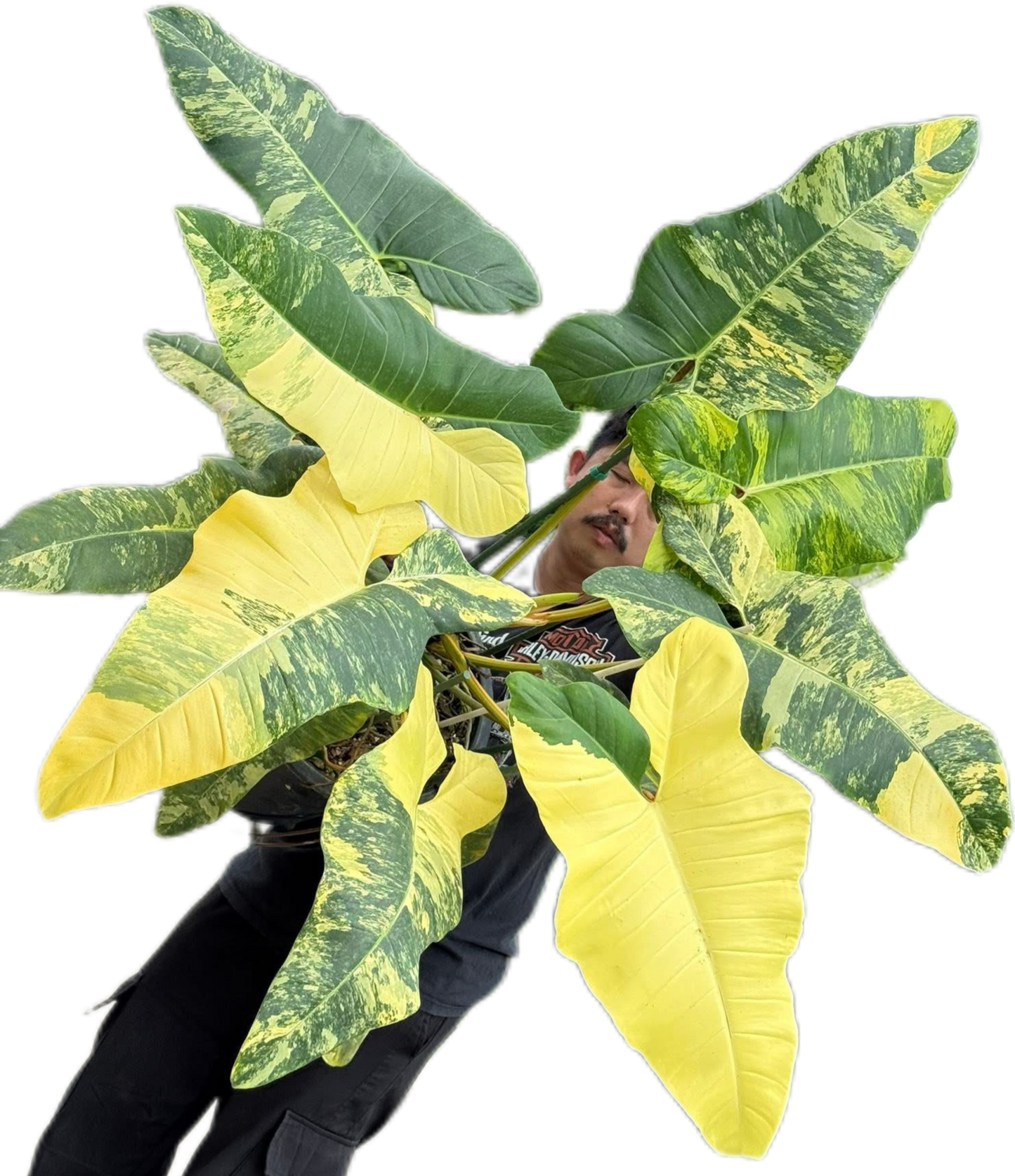 Philodendron Florida Beauty x Billietiae Variegated – Big Mature Mother Plant (Exact Plant Shown)