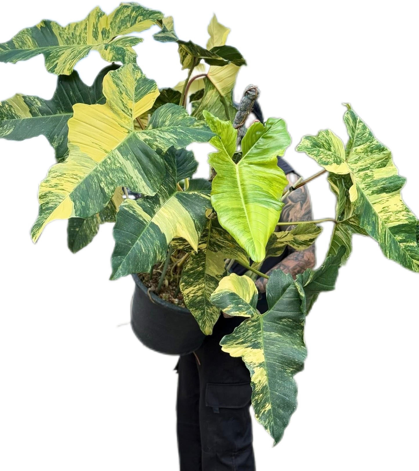 Philodendron Florida Beauty x Paraiso Verde Variegated – Big Mature Mother Plant (Exact Plant Shown)