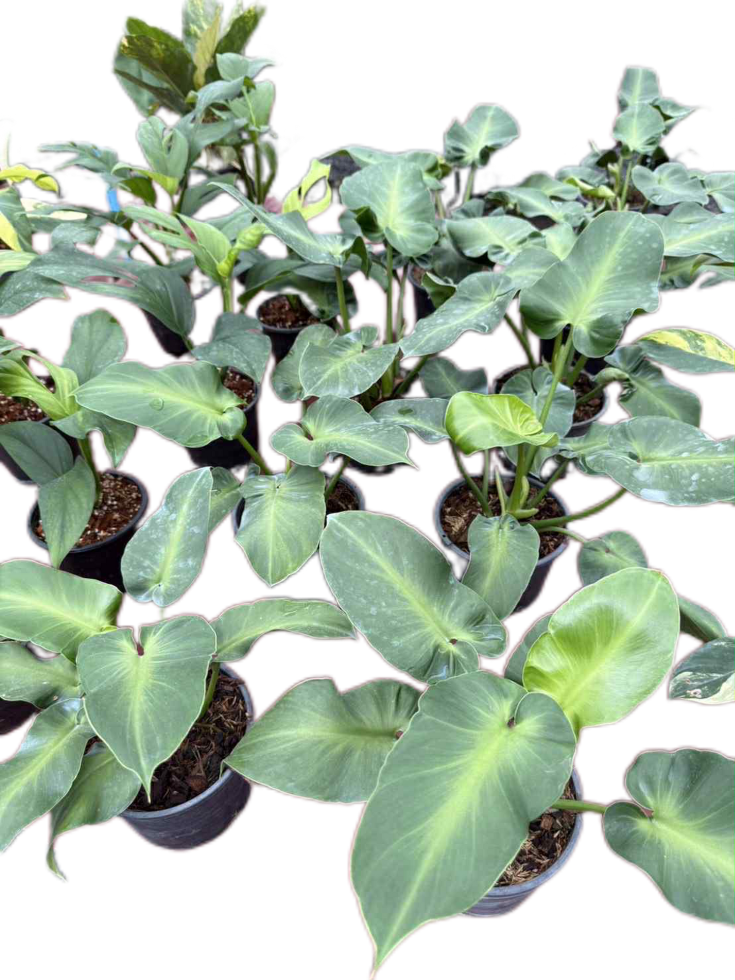 Philodendron Rugosum – Wholesale Set of 10 Plants