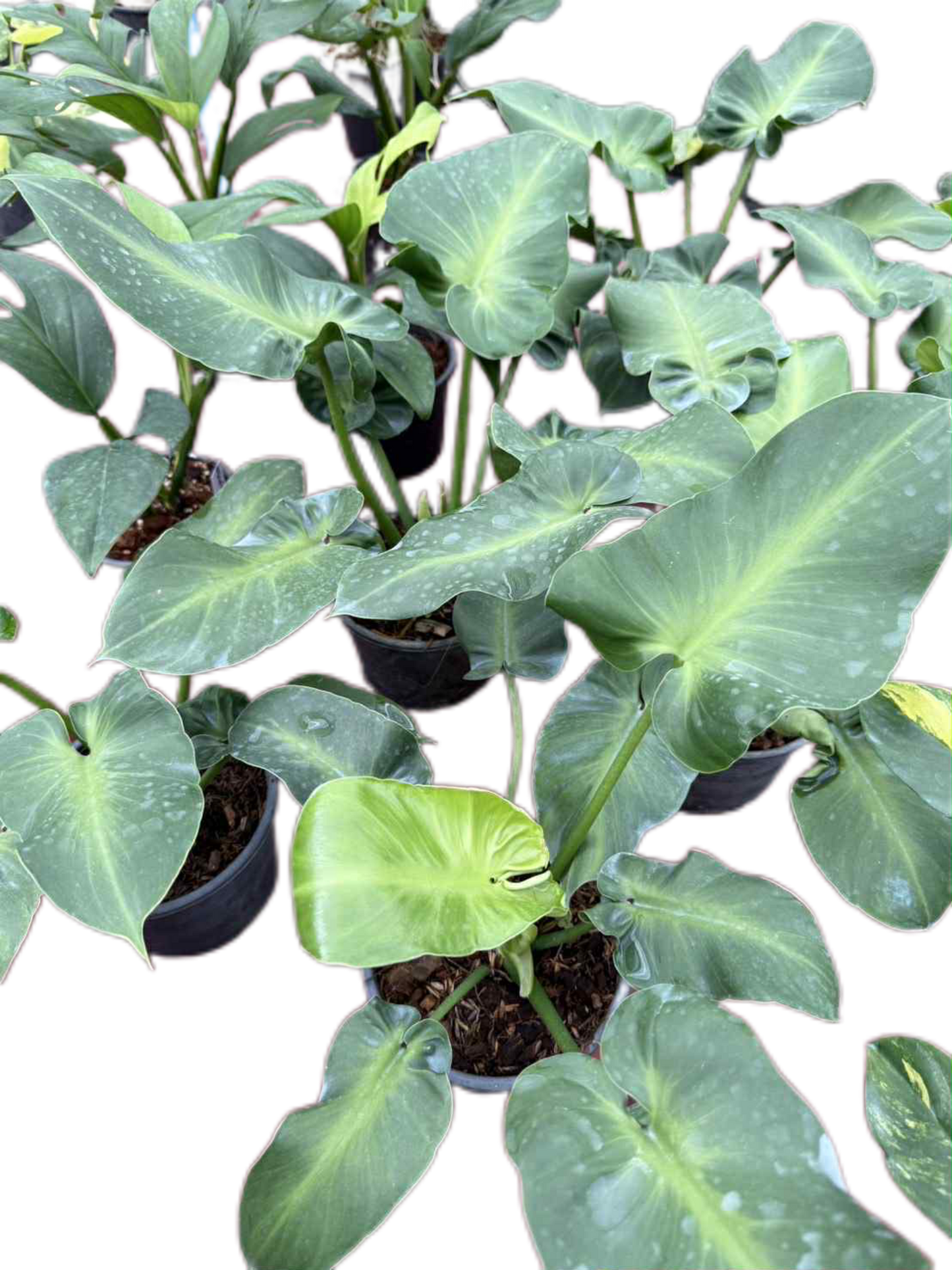 Philodendron Rugosum – Wholesale Set of 10 Plants
