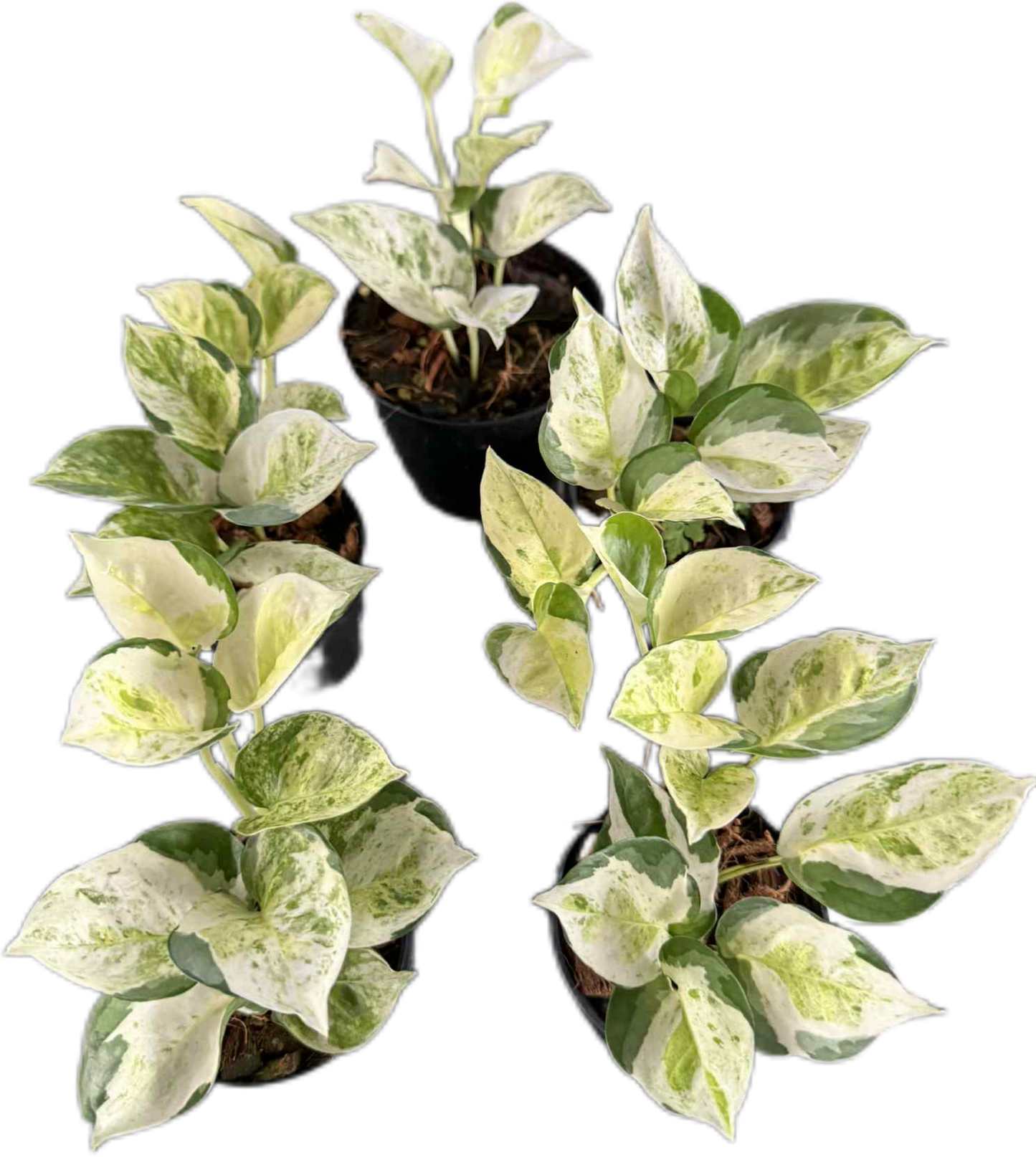 Pothos Global Japan Tricolor – Wholesale Set of 5 Plants